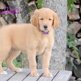 Bild von Nail 32 Puppies