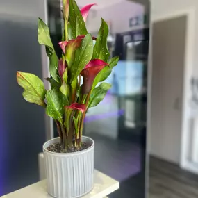 Bild von The Dentists of Didsbury