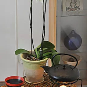 Bild von Kirsten Hesse Praxis für Shiatsu