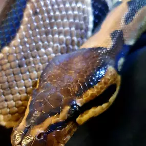Bild von Reptile Zone