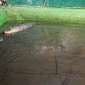 Bild von Reptile Zone