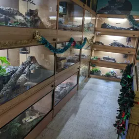 Bild von Reptile Zone