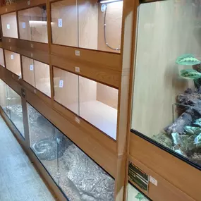 Bild von Reptile Zone