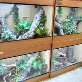 Bild von Reptile Zone