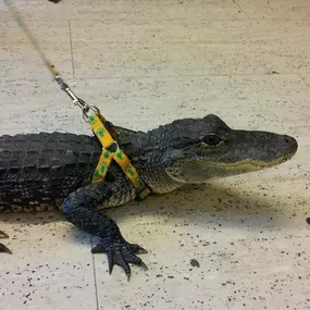 Bild von Reptile Zone