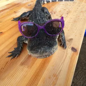 Bild von Reptile Zone