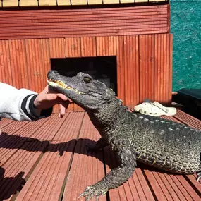 Bild von Reptile Zone
