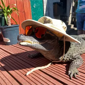 Bild von Reptile Zone