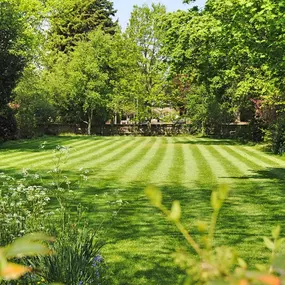 A vibrant green backyard features a meticulously striped lawn of TifTuf® Bermudagrass, framed by mature trees and a wooden fence, creating a serene outdoor space.