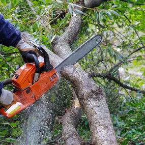 A person wearing work gloves operates an orange chainsaw, cutting a thick tree branch, sending wood chips flying. Lush green foliage surrounds the active tree trimming.