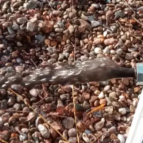 Bild von Power Flushing Professionals