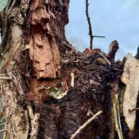 Bild von Arbortek Technical Tree Services