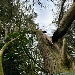 Bild von Arbortek Technical Tree Services