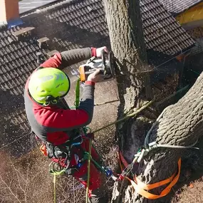 Bild von Arbortek Technical Tree Services