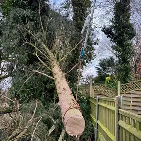 Bild von Arbortek Technical Tree Services