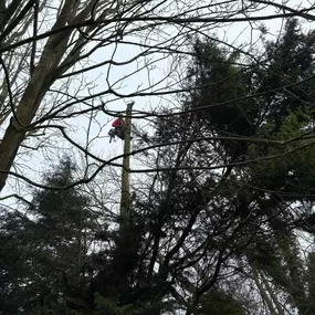 Bild von Arbortek Technical Tree Services