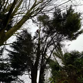 Bild von Arbortek Technical Tree Services