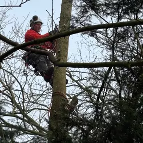 Bild von Arbortek Technical Tree Services