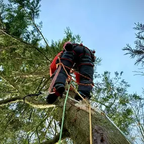 Bild von Arbortek Technical Tree Services