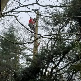 Bild von Arbortek Technical Tree Services