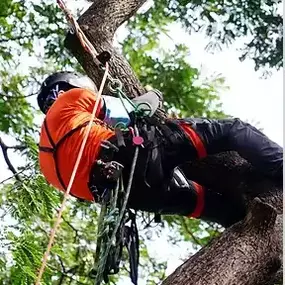 Bild von Arbortek Technical Tree Services