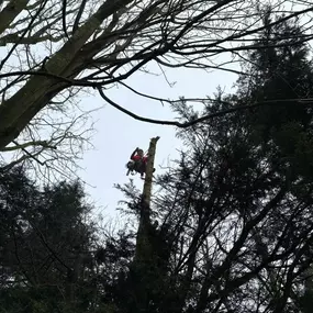 Bild von Arbortek Technical Tree Services