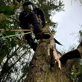 Bild von Arbortek Technical Tree Services