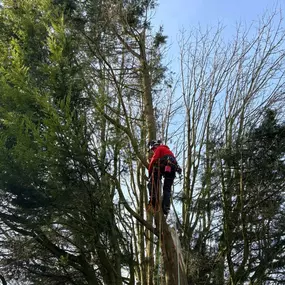 Bild von Arbortek Technical Tree Services