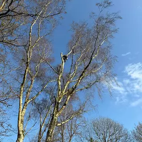 Bild von Arbortek Technical Tree Services