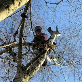 Bild von Arbortek Technical Tree Services