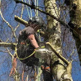 Bild von Arbortek Technical Tree Services