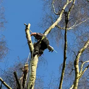 Bild von Arbortek Technical Tree Services