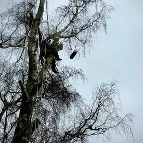 Bild von Arbortek Technical Tree Services