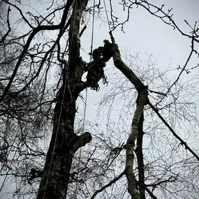 Bild von Arbortek Technical Tree Services
