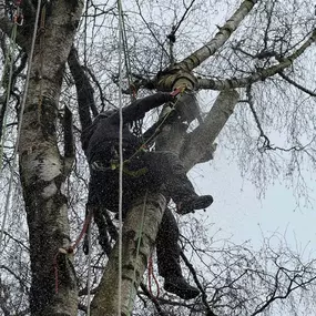 Bild von Arbortek Technical Tree Services