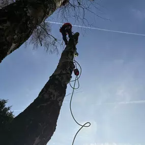 Bild von Arbortek Technical Tree Services