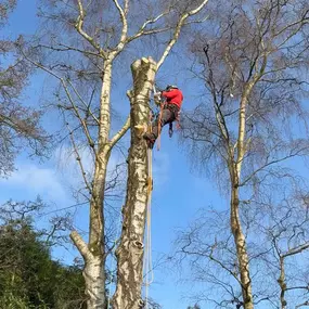 Bild von Arbortek Technical Tree Services