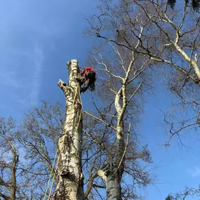 Bild von Arbortek Technical Tree Services