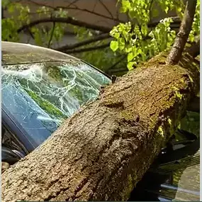 Bild von Arbortek Technical Tree Services