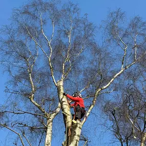 Bild von Arbortek Technical Tree Services