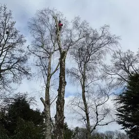 Bild von Arbortek Technical Tree Services