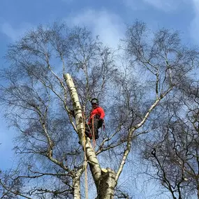 Bild von Arbortek Technical Tree Services