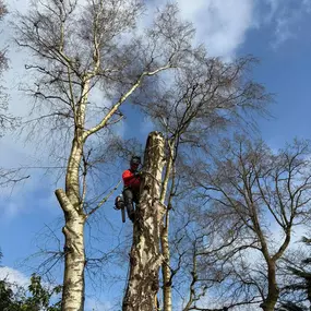 Bild von Arbortek Technical Tree Services