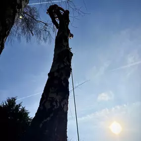 Bild von Arbortek Technical Tree Services