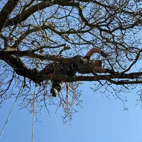 Bild von Arbortek Technical Tree Services