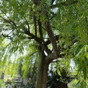 Bild von Arbortek Technical Tree Services