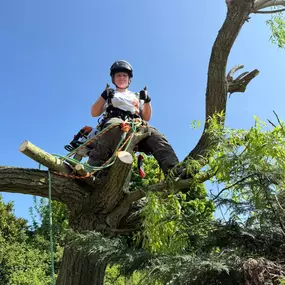 Bild von Arbortek Technical Tree Services