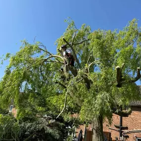 Bild von Arbortek Technical Tree Services