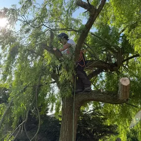 Bild von Arbortek Technical Tree Services