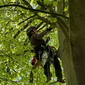 Bild von Arbortek Technical Tree Services